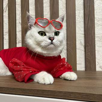 Очки для собак Зоозавр: отзыв пользователя. Зоомагазин Зоозавр