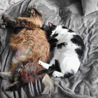 Корм для кошек ROYAL CANIN Hypoallergenic при пищевой аллергии 2кг: отзыв пользователя. Зоомагазин Зоозавр