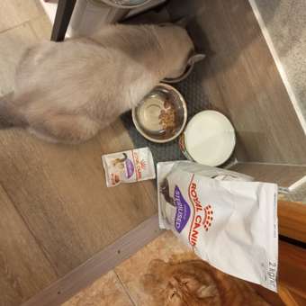Корм для кошек ROYAL CANIN Renal with beef для поддержания функции почек 85г: отзыв пользователя. Зоомагазин Зоозавр