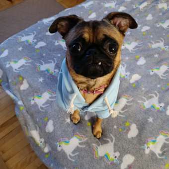 Толстовка для собак и кошек Зоозавр: отзыв пользователя. Зоомагазин Зоозавр