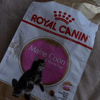 Корм для котят Royal Canin 2кг Maine Coon породы мейн-кун: отзыв пользователя. Зоомагазин Зоозавр