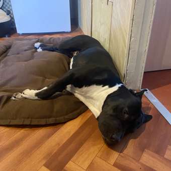 Корм для собак GRANDORF FRESH Fresh Dog Adult Med/Maxi Turkey/Sweet Potato сред и круп пород Свежее мясо индейки 1кг беззер с жив проб: отзыв пользователя. Зоомагазин Зоозавр