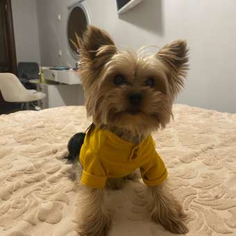 Футболка для собак и кошек Зоозавр: отзыв пользователя. Зоомагазин Зоозавр