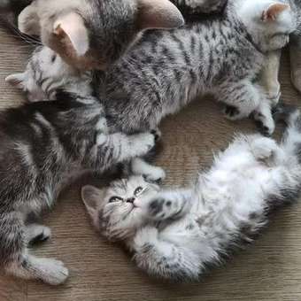 Корм для котят Royal Canin Mother and Babycat 400г: отзыв пользователя. Зоомагазин Зоозавр