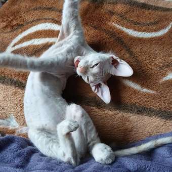 Корм для котят Carnica 85г полнорационный кусочки в соусе с курицей консервированный: отзыв пользователя. Зоомагазин Зоозавр