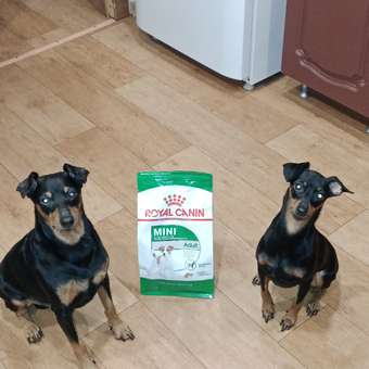 Корм для собак ROYAL CANIN мелких пород 800г: отзыв пользователя. Зоомагазин Зоозавр