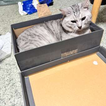 Корм для кошек ROYAL CANIN Neutered Maintenance 85г пауч: отзыв пользователя. Зоомагазин Зоозавр