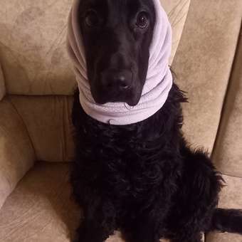 Шарф-труба для собак и кошек Зоозавр: отзыв пользователя. Зоомагазин Зоозавр