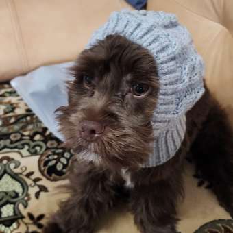 Шапка для собак и кошек Зоозавр: отзыв пользователя. Зоомагазин Зоозавр