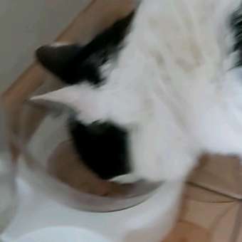 Корм для кошек ROYAL CANIN Renal with beef для поддержания функции почек 85г: отзыв пользователя. Зоомагазин Зоозавр