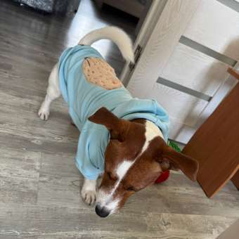 Толстовка для собак и кошек Зоозавр: отзыв пользователя. Зоомагазин Зоозавр