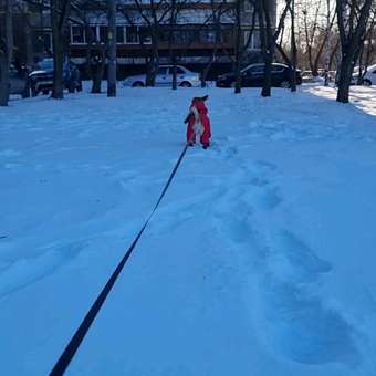 Комбинезон для собак и кошек Зоозавр: отзыв пользователя. Зоомагазин Зоозавр