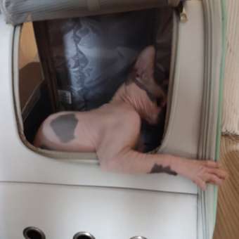 Сумка-рюкзак для животных Triol Travel Тиффани 320*280*370мм: отзыв пользователя. Зоомагазин Зоозавр