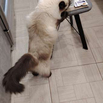 Корм для кошек ROYAL CANIN Neutered Satiety Balance стерилизованных 300г: отзыв пользователя. Зоомагазин Зоозавр