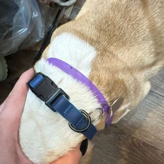 Ошейник для собак мелких пород Barbaks синий водостойкий ПВХ S (1.5*27-40см): отзыв пользователя. Зоомагазин Зоозавр