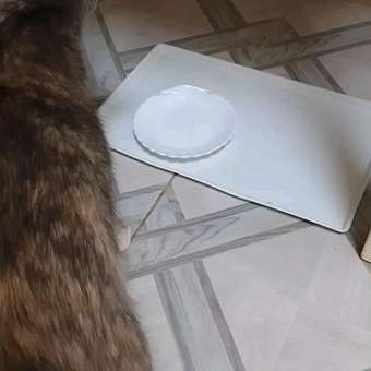 Корм для котят Royal Canin 85г Kitten Sterilised соус для стерилизованных котят пауч: отзыв пользователя. Зоомагазин Зоозавр