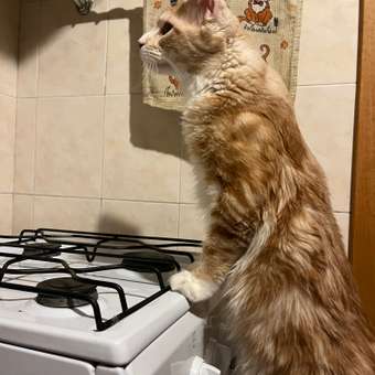 Корм для котят Royal Canin 2кг Maine Coon породы мейн-кун: отзыв пользователя. Зоомагазин Зоозавр