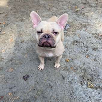 Корм для собак PRO PLAN средних пород с комплексом Optidigest с чувствительным пищеварением с ягненком 1.5кг: отзыв пользователя. Зоомагазин Зоозавр