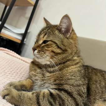 Стеллаж LETTA ЭтажеркаTokyo Дуб Вотан Черный металл 580*1544*320: отзыв пользователя Детский Мир