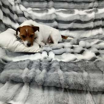 Корм для собак ROYAL CANIN мелких пород 4кг: отзыв пользователя. Зоомагазин Зоозавр