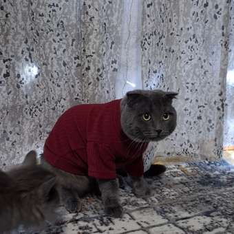 Джемпер для собак и кошек Зоозавр: отзыв пользователя. Зоомагазин Зоозавр