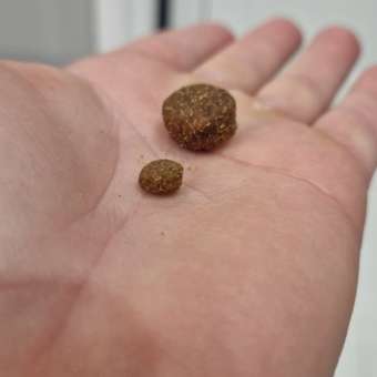 Корм для кошек GRANDORF FRESH Fresh Cat Large Lamb/Sweet Potato 400г свежее мясо ягненка с бататом для круп беззерн с жив пробиотиками: отзыв пользователя. Зоомагазин Зоозавр