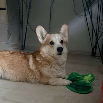 Игрушка для собак Barbaks Брокколи с пищалкой полиэстер 20см: отзыв пользователя. Зоомагазин Зоозавр