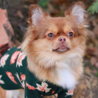 Кардиган для собак и кошек Зоозавр: отзыв пользователя. Зоомагазин Зоозавр