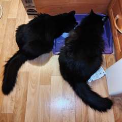 Фото отзыва 10935145