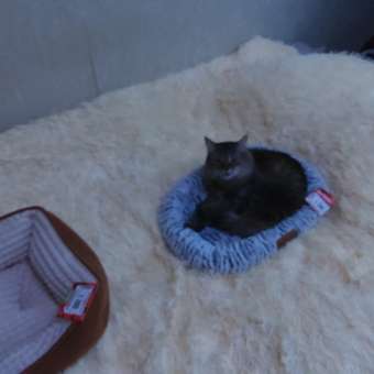 Лежанка Barbaks Пушок S 50*35*8см: отзыв пользователя. Зоомагазин Зоозавр