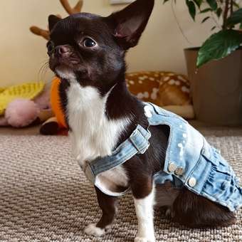 Сарафан для собак Зоозавр: отзыв пользователя. Зоомагазин Зоозавр