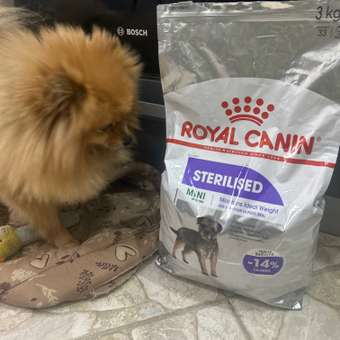 Корм для собак ROYAL CANIN Mini Sterilised стерилизованных 3кг: отзыв пользователя. Зоомагазин Зоозавр