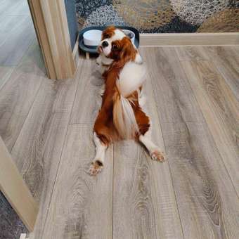 Корм для собак ROYAL CANIN мелких пород 4кг: отзыв пользователя. Зоомагазин Зоозавр