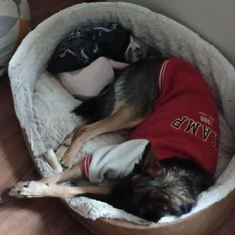 Лежанка Barbaks Шубка L 70*54*20см: отзыв пользователя. Зоомагазин Зоозавр