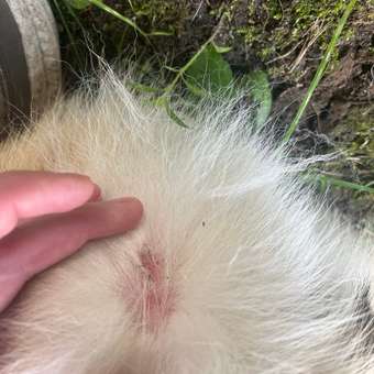 Корм для собак Farmina VetLife гипоаллергенный с яйцом и рисом 2кг: отзыв пользователя. Зоомагазин Зоозавр