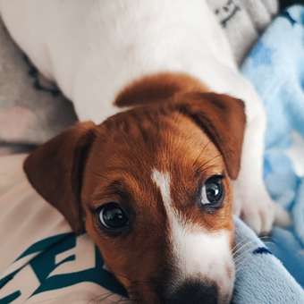 Корм для щенков ROYAL CANIN Puppy мелких пород 4кг: отзыв пользователя. Зоомагазин Зоозавр