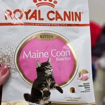 Корм для котят Royal Canin 400г Maine Coon породы мейн-кун: отзыв пользователя. Зоомагазин Зоозавр