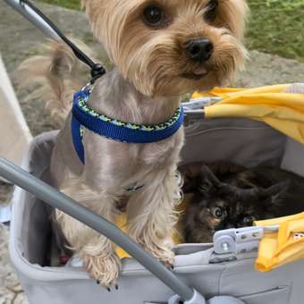 Шлейка для собак Ferplast Agila Fluo 1 Голубая: отзыв пользователя. Зоомагазин Зоозавр