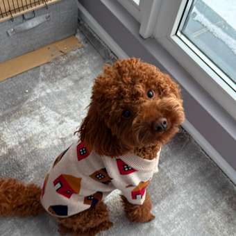 Джемпер для собак и кошек Зоозавр: отзыв пользователя. Зоомагазин Зоозавр