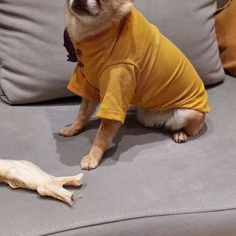 Футболка для собак и кошек Зоозавр: отзыв пользователя. Зоомагазин Зоозавр