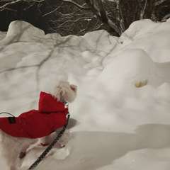 Фото отзыва 11030425