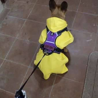 Дождевик для собак Zoozavr жёлтый 50: отзыв пользователя. Зоомагазин Зоозавр