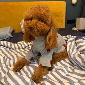 Водолазка для собак Зоозавр: отзыв пользователя. Зоомагазин Зоозавр