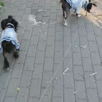 Сарафан для собак Зоозавр: отзыв пользователя. Зоомагазин Зоозавр