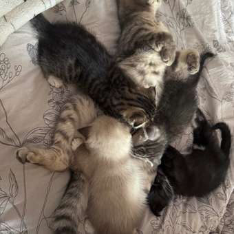Корм сухой для котят ROYAL CANIN Mother and Babycat 2кг: отзыв пользователя. Зоомагазин Зоозавр