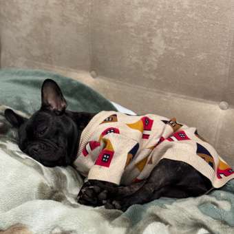 Джемпер для собак и кошек Зоозавр: отзыв пользователя. Зоомагазин Зоозавр