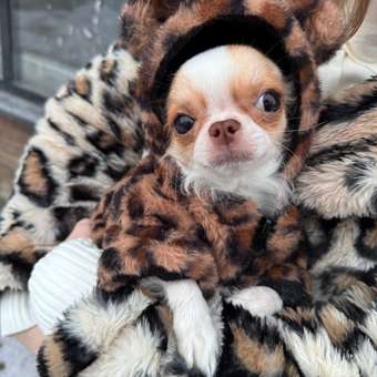 Куртка для собак и кошек Зоозавр: отзыв пользователя. Зоомагазин Зоозавр