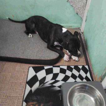 Лакомство для собак TITBIT Шпикачка с рубцом говяжьим и курагой 50 г: отзыв пользователя. Зоомагазин Зоозавр