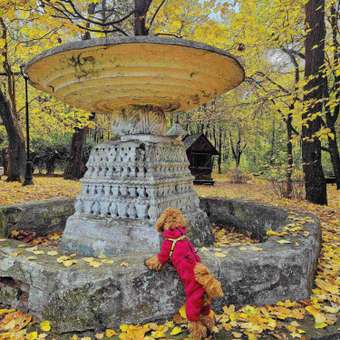 Комбинезон для собак и кошек Зоозавр: отзыв пользователя. Зоомагазин Зоозавр