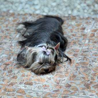 Ошейник для щенков и собак RolfClub3D мелких пород от блох и клещей 40см: отзыв пользователя. Зоомагазин Зоозавр